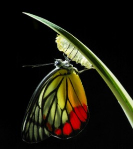 Butterfly in transition