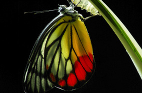 A butterfly perches on a stem