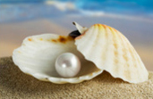 An oyster shell with a pearl in it