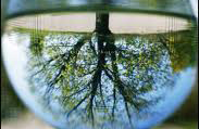 The reflection of a tree in a glass